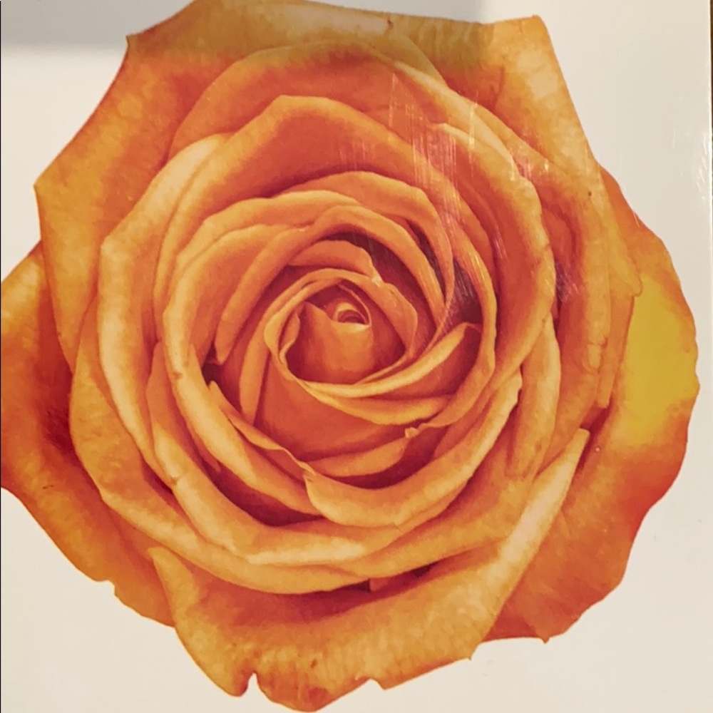 ~L & M~ Rose Note Card Set
